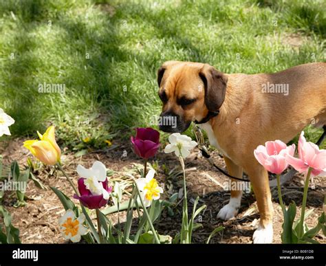 Dog smelling flowers Stock Photo - Alamy