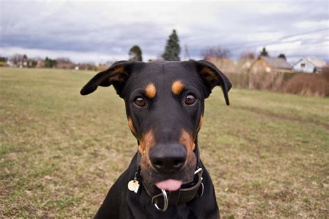 Doberman Rottweiler Mix: Appearance, Personality, Health and Care