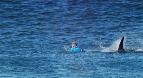 Surfer dies after severe injury to arm in shark attack at beach in Australia - World News