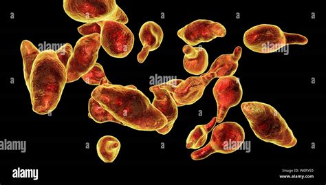 Mycoplasma genitalium bacteria, illustration. M. genitalium is a small ...