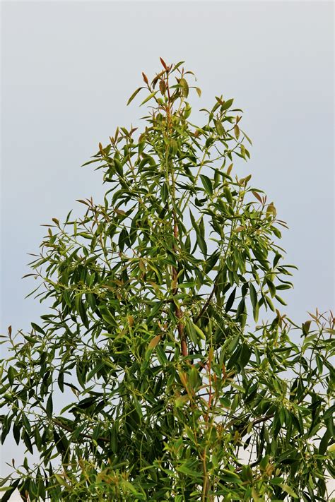 Bushman's Tea Tree Free Stock Photo - Public Domain Pictures