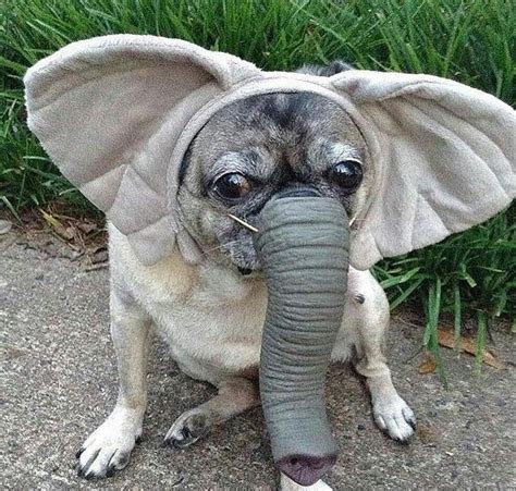 Funny Animal Pictures, Cute Funny Animals, Animals Dog, Pugs In Costume ...