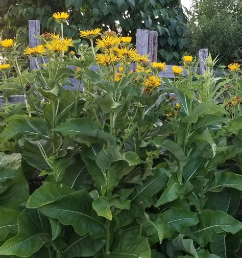 Herb Elecampane #4039 - Cochrane Family Farm