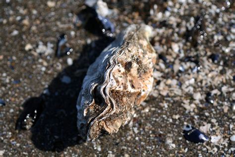 Oyster shell | Scientific name needed, sorry. | Ruth Hartnup | Flickr