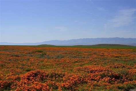 Poppy Reserve Photograph by Melissa OGara - Fine Art America