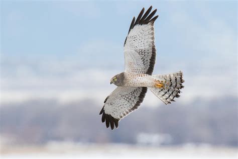 Male Northern Harrier In Flight Photograph by Tony Hake