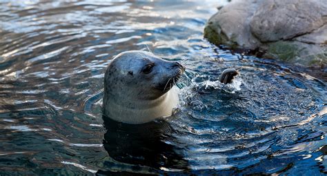 Atlantic Harbor Seal - New England Aquarium