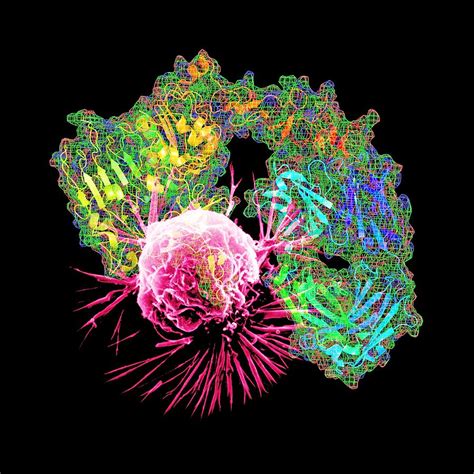 Herceptin Drug And Breast Cancer Cell Photograph by Pasieka - Pixels