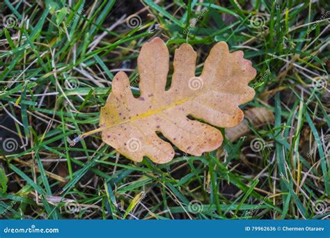 Oak Leaf. Colors Of Autumn Forest Stock Photo - Image of grass, nature ...