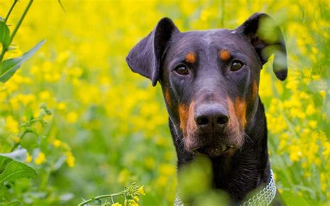 Lab Doberman Mix: The Doberdor Breed Guide