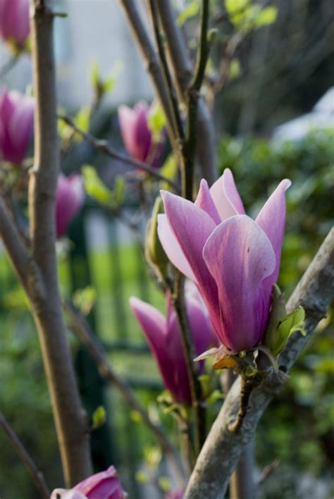 How to Grow Magnolia Trees | Magnolia trees, Magnolia gardens, Small shrubs