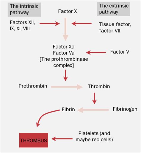 REVISED Anticoagulation module 3: anticoagulant therapy - The British ...