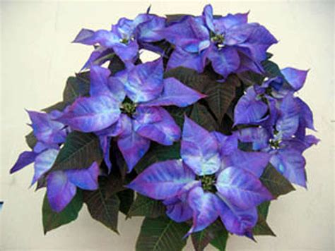 Poinsettias make holiday splash with range of jewel-like colors