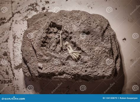 Dinosaur Fossils, Jurassic Era, Paleontological Excavations Stock Image ...