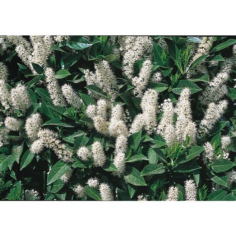 White Schipka Cherry Laurel Foundation/Hedge Shrub in Pot (With Soil) (L6864) at Lowes.com