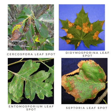 Leaf Spot [Fungus Symptoms & Treatments] - Plants Craze