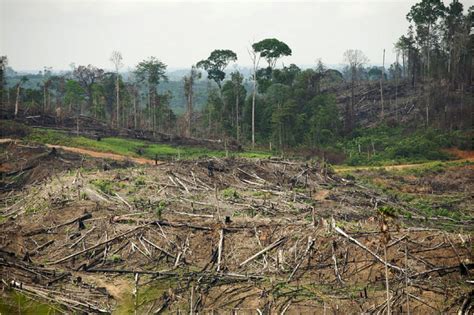 Indonesian Rainforests - Rainforest Action Network