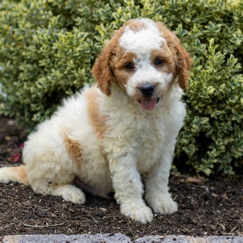 Adorable Standard Goldendoodle Puppies For Sale • Infinity Pups