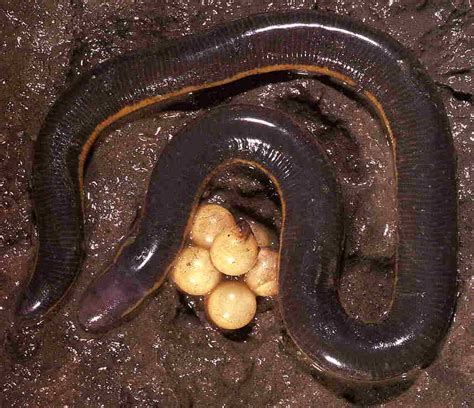 An egg-laying Caecilian--Ichthyophis glutinosus | Amphibians, Egg laying, Reptiles and amphibians