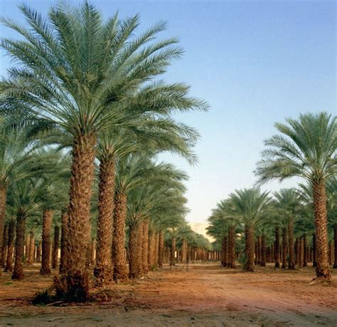 palm trees in israel - Kacie Buckingham