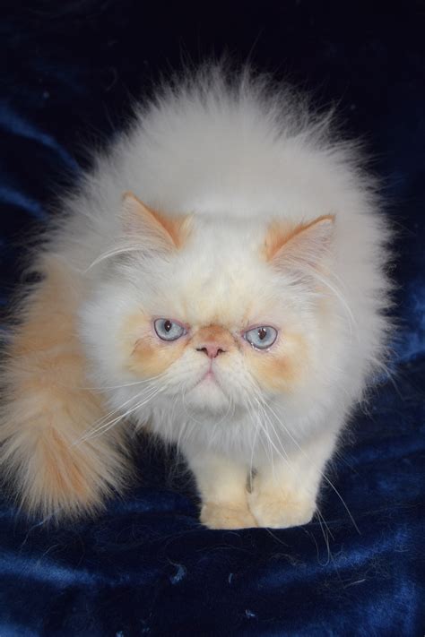 Himalayan Persian Cats For Sale | Southern California, CA #183800