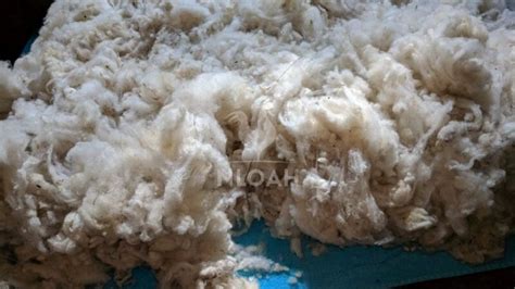 How To Clean and Dry Raw Wool • New Life On A Homestead | Homesteading Blog