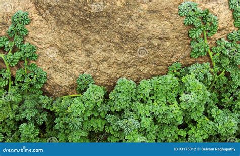 Forest ground plants stock photo. Image of texture, green - 93175312