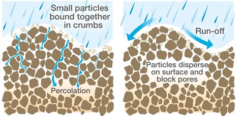 Soil pore network and infiltration | AHDB