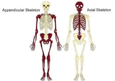 Axial vs. Appendicular — Tami Apland, LMT