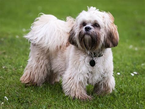 Top 10 Hypoallergenic Dogs Breeds | Pets Nurturing