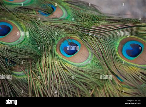 Up-close peacock feather Stock Photo - Alamy