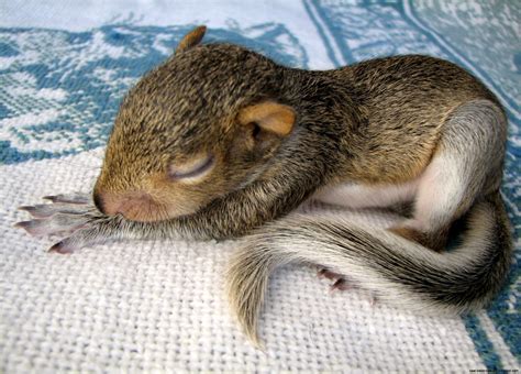 🔥 [50+] Baby Squirrel Wallpapers | WallpaperSafari