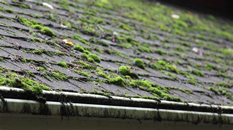 Your Ultimate Roof Moss Removal Guide – Forbes Home