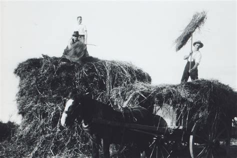 Photograph [Harvesting Oats]; unknown photographer; 1935-1937; MT2012 ...