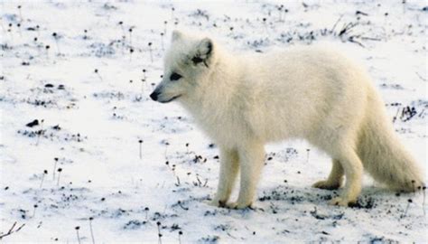 Animals that Inhabit the Polar Tundra | Sciencing