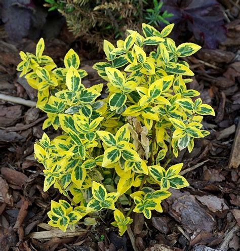 Euonymus Fortunei 'Emerald 'n' Gold' - Pépinière Cramer Inc.