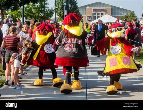 Logo University Of South Carolina Mascot | Meetmeamikes