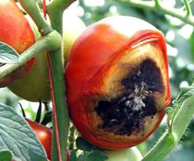 Blossom-end rot of tomato tip sheet - MSU Extension