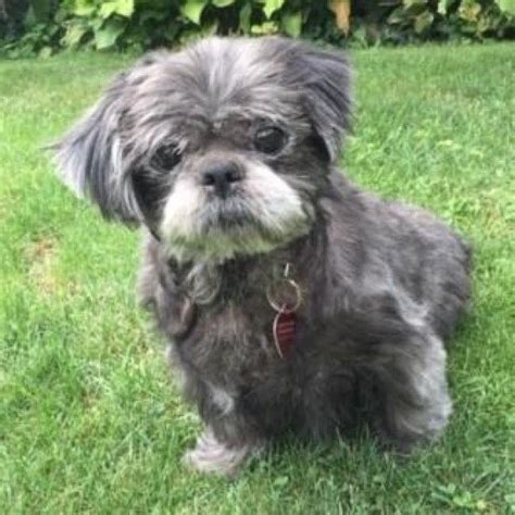 Shih Tzu and Mixed Breed mixed Rescue Dog for Adoption in Elk Grove Village, Illinois - Smokey ...