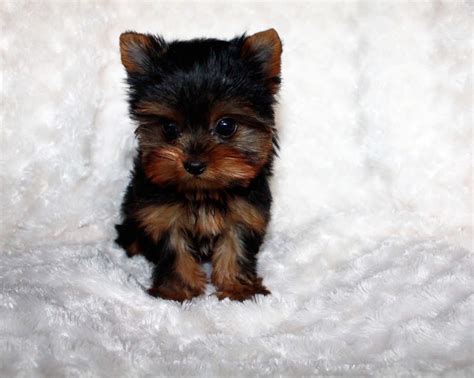 Teacup Yorkie Puppy for sale! Yorkie Breeder in California - iHeartTeacups