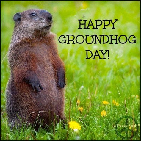 32 best Ground Hog Day images on Pinterest | Ground hog, Groundhog day ...