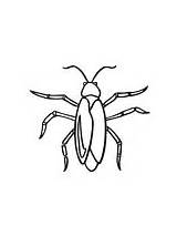 Madagascar Hissing Cockroach Diagram Sketch Coloring Page sketch template
