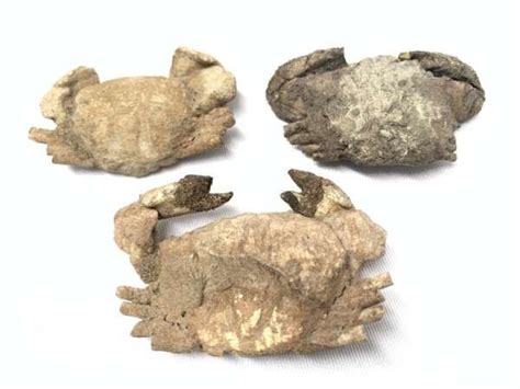 Crab Fossil (3 Specimen) Fossils Crustaceans Jurassic Dinosaur