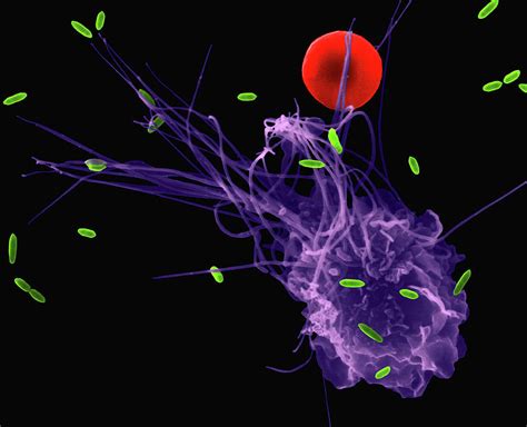 Alveolar Macrophage Phagocytosis Of E. Coli Photograph by Dennis Kunkel ...