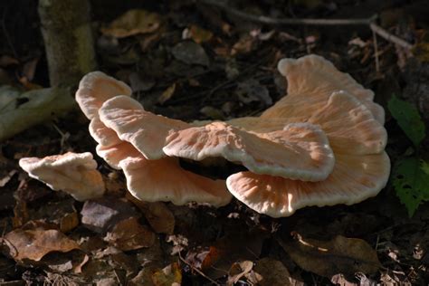 High Virginia Outdoors: Edible Autumn Mushrooms