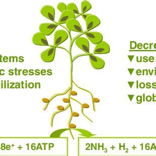 Some benefits of nitrogen fixation by legumes | Download Scientific Diagram