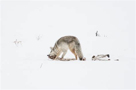 Explore The Best Coyote Bait For Trapping