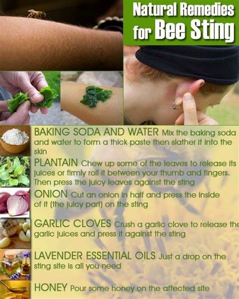 Soothing Home Remedies for Bee Sting « Home Remedies | Home remedies ...