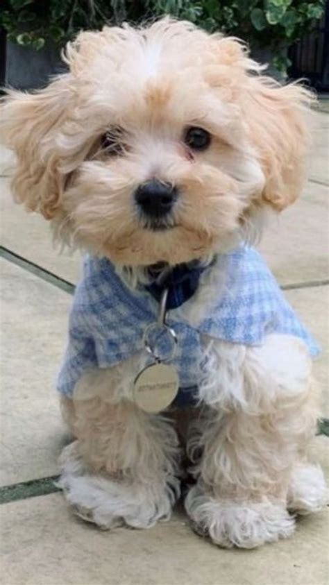 maltipoo puppy haircuts | Cute dogs, Maltipoo puppy, Puppies