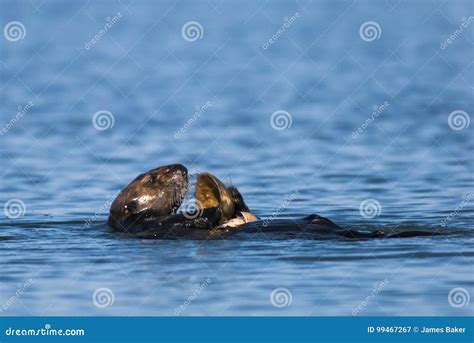 Sea Otter Using Tools To Feed Stock Image - Image of nereis, feed: 99467267